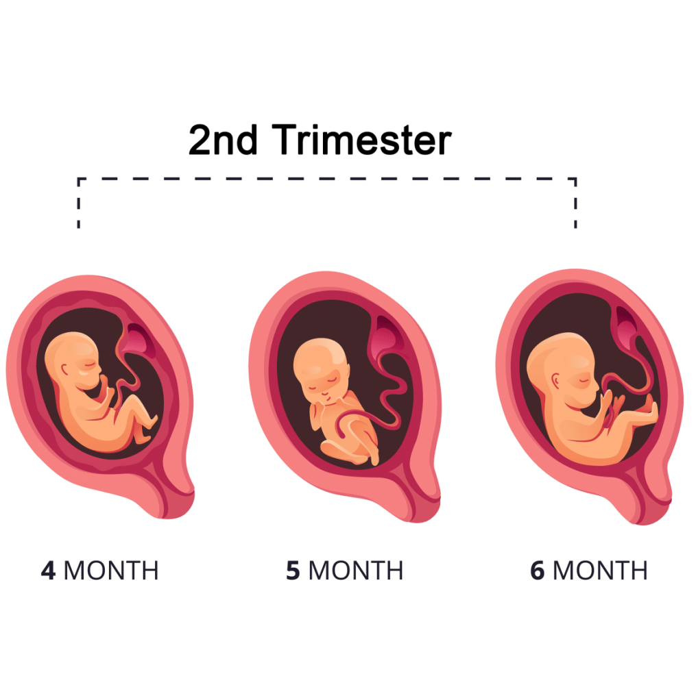 second trimester pregnancy